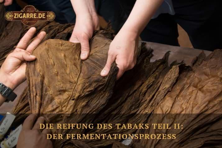 Die Reifung des Tabaks Teil II: Der Fermentationsprozess