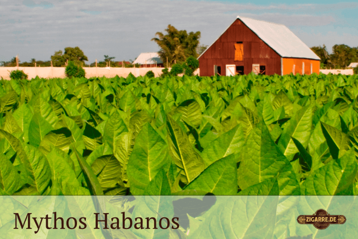 Der Mythos Habanos - Sind kubanische Zigarren besser als andere?