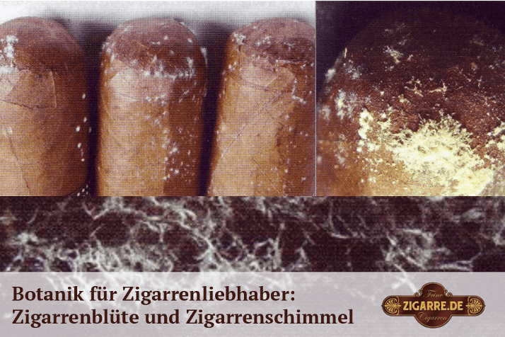 Zigarrenschimmel oder Zigarrenbluete