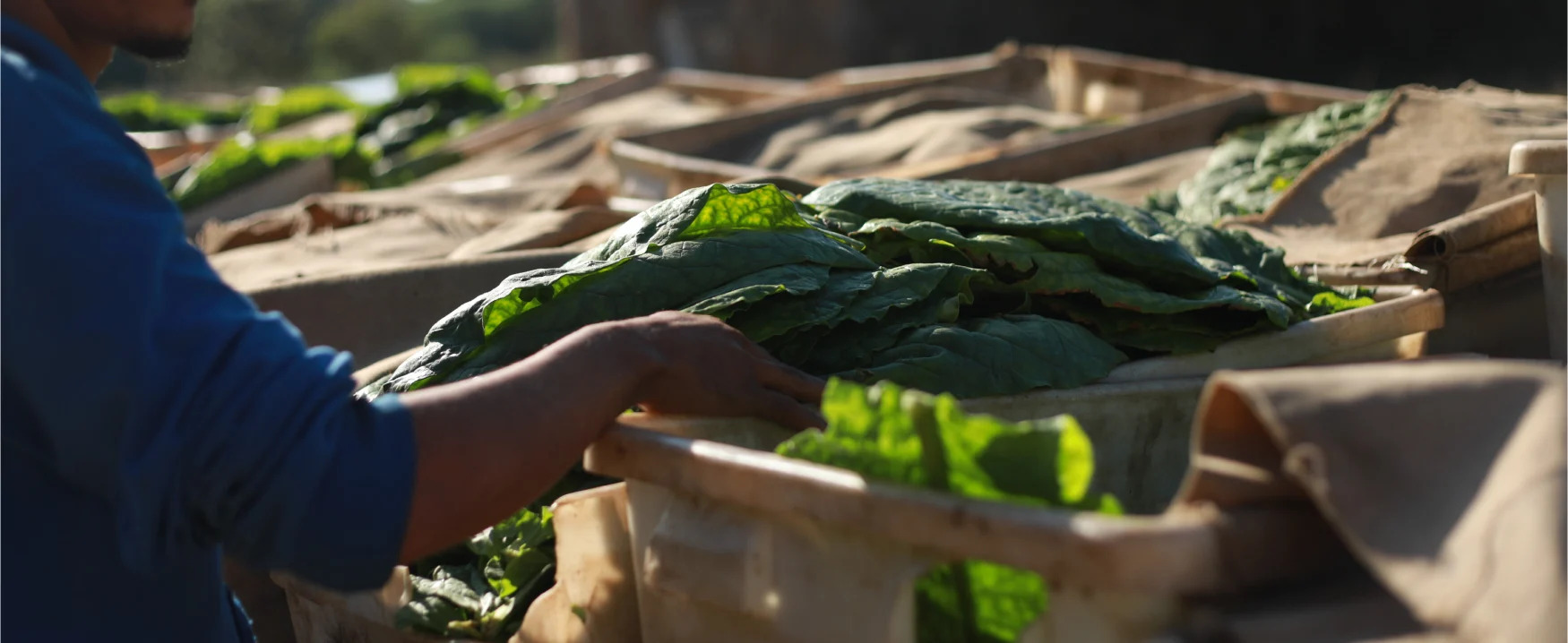 Macanudo Tobacco Leaf